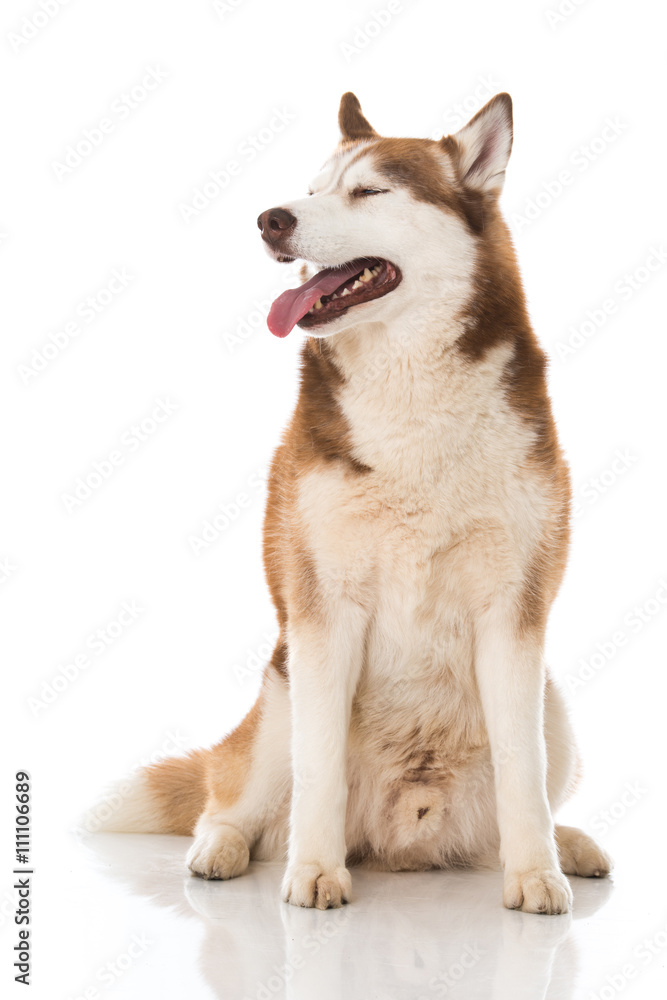 Siberian Husky