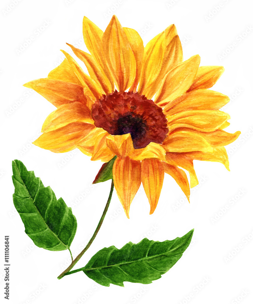 Watercolor yellow sunflower with two green leaves, on white Watercolor yellow sunflower with two green leaves, on white