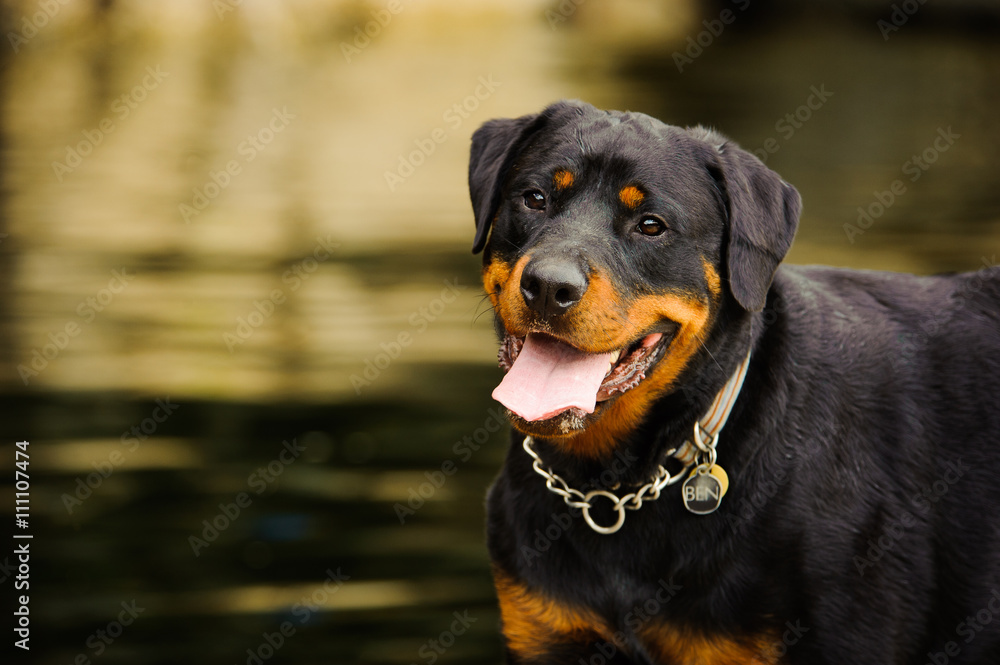 Rottweiler standing against lake water with reflections Rottweiler standing against lake water with reflections