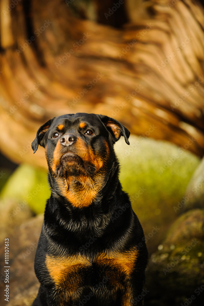Rottweiler sitting at hugged beach with rocks and driftwood Rottweiler sitting at hugged beach with rocks and driftwood