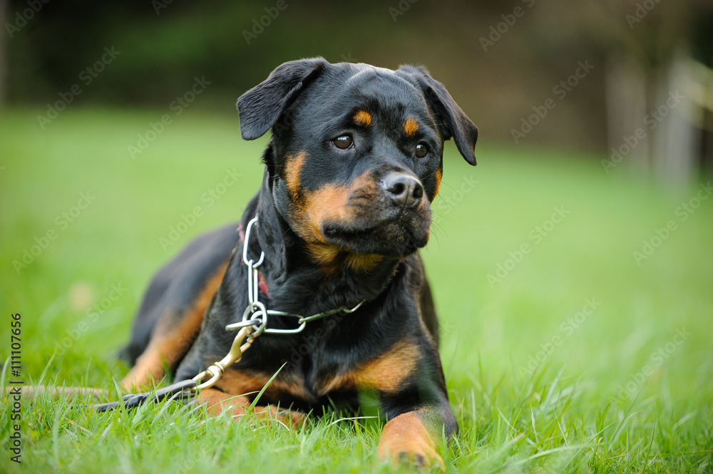 Rottweiler with choke chain and collar lying in the park grass Rottweiler with choke chain and collar lying in the park grass