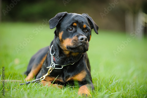 Rottweiler with choke chain and collar lying in the park grass