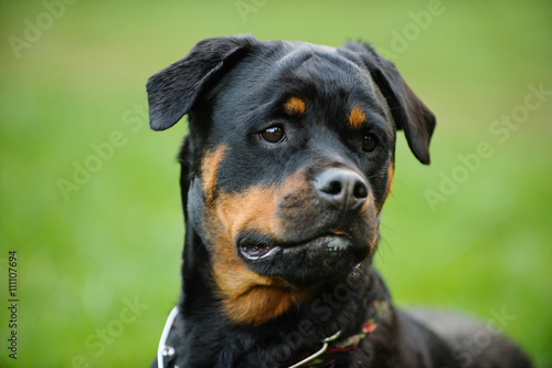 Rottweiler head shot with serious look against green grass
