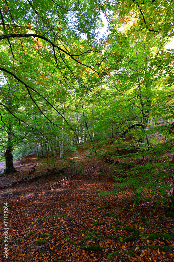 Natural Reserve of Lake Vico - Province of Viterbo (Lazio), Italy