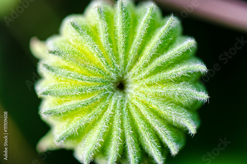 Closeup top exotic shape color green like a gear, It is the fruit and seeds of Abutilon indicum or Indian abutilon in Thailand photo