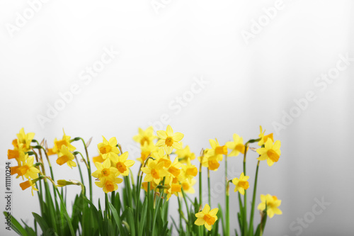 Blooming narcissus flowers on blurred background