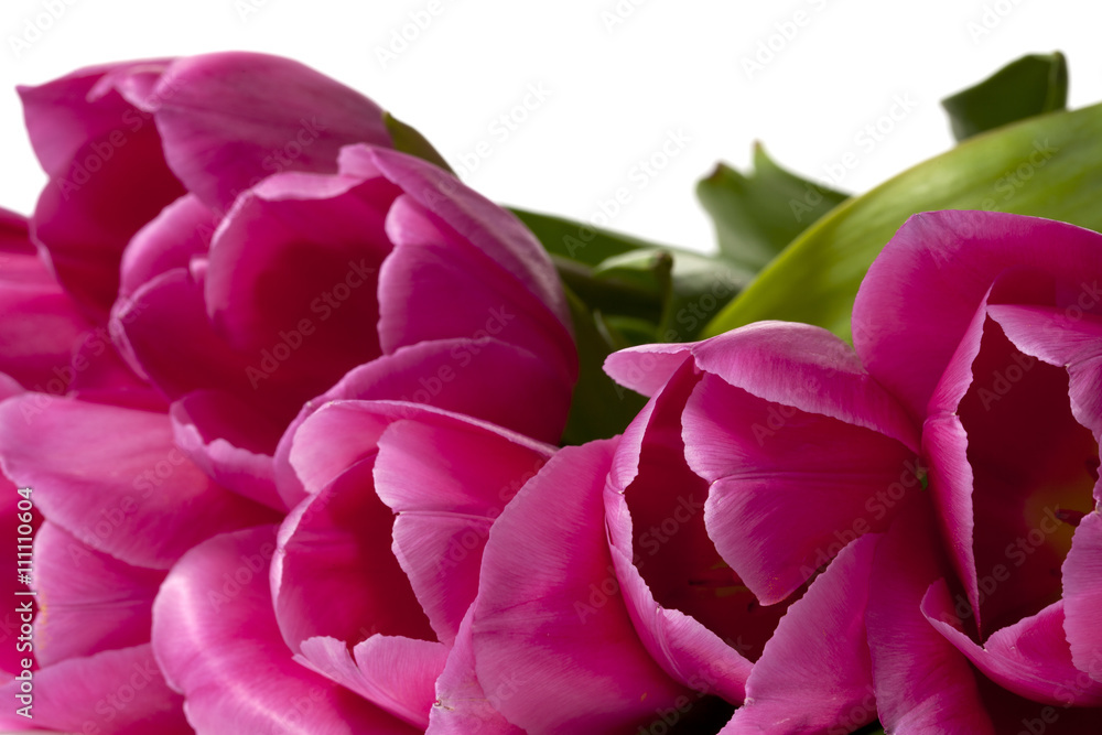 cropped image of pink flowers. cropped image of pink flowers.