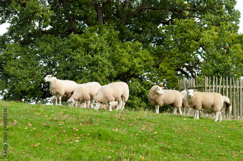 Fototapeta premium Lets go for a walk.A few sheep taking themselves for a walk in a field.