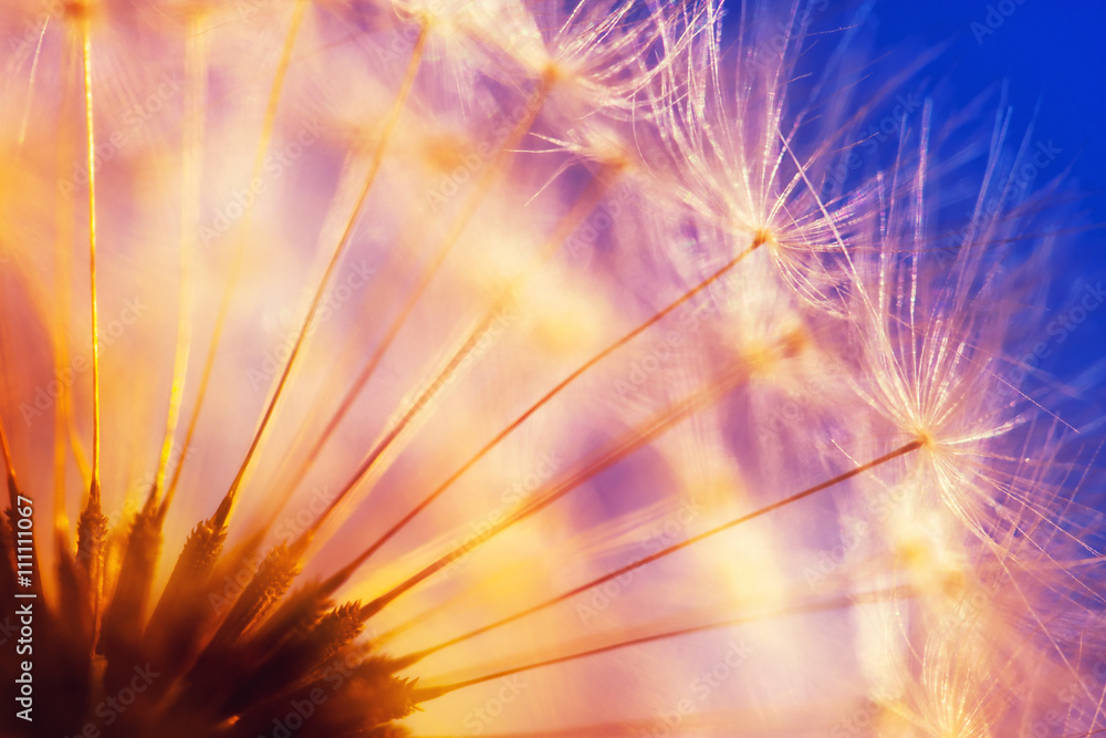 Macro photo of dandelion's ripe fruits. Spring background. Shallow depth of field. Macro photo of dandelion's ripe fruits. Spring background. Shallow depth of field.