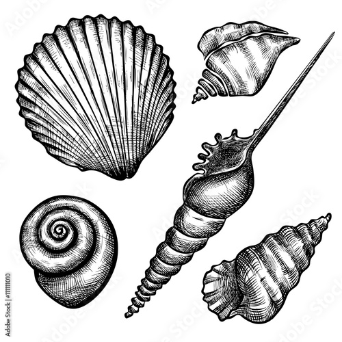 set of various seashelsl