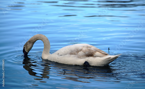 Swan on river with bounce in water