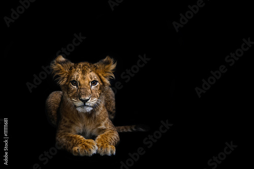 Portrait of Lion Cub © Yura Devyatov