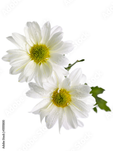 two white daisies against white.
