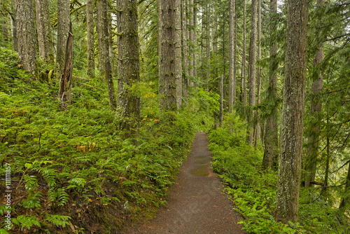 Forest trail