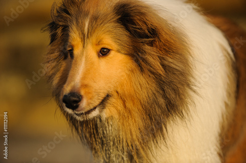  Close up of Sheltie with earth toned bluffs © everydoghasastory