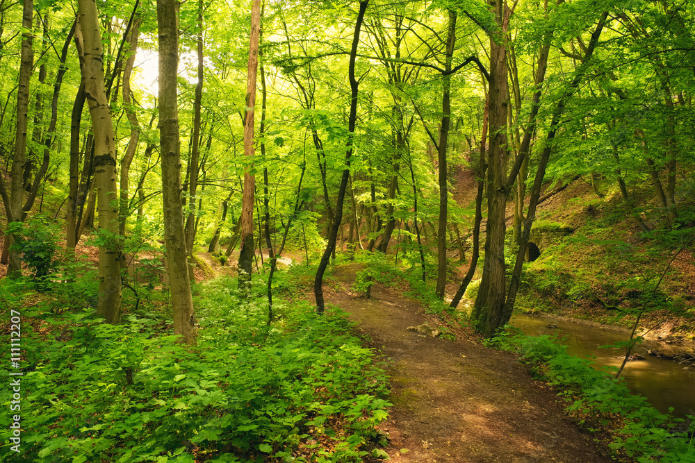 Fototapeta premium Flowing stream in forest with path.
