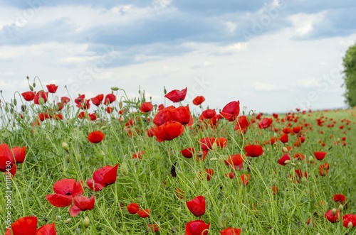 Fototapeta Naklejka Na Ścianę i Meble -  Poppy flower field. Papave rhoeas