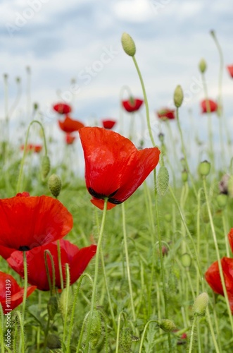 Poppy flower field. Papave rhoeas photo