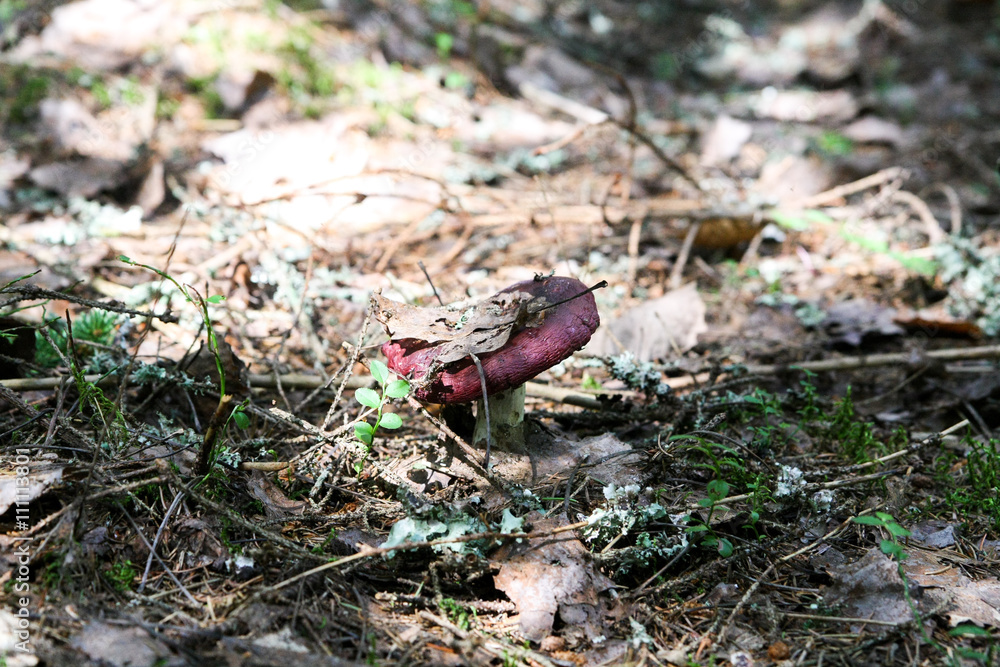 Mushrooms and berries, moss and lichen, including grass, leaves and trees. Mushrooms and berries, moss and lichen, including grass, leaves and trees.