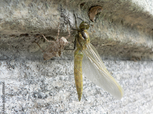 natural dragonfly with larva sitting on wall