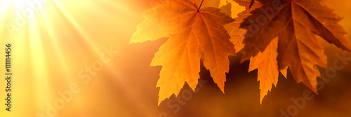 Orange autumn leaves with lightrays
