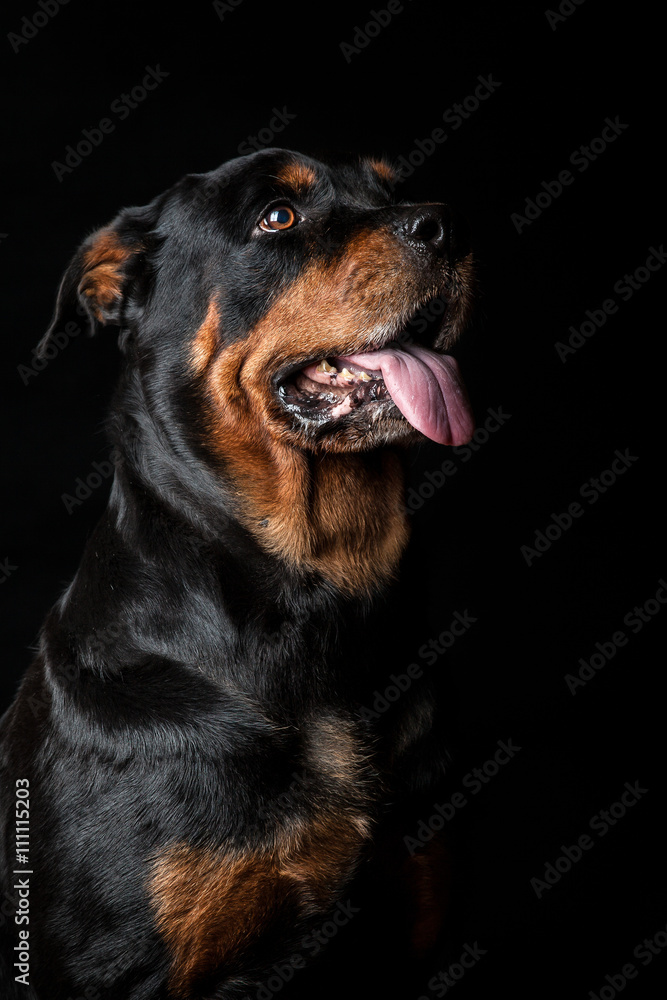 Portrait of a Rottweiler dog - Black Portrait Portrait of a Rottweiler dog - Black Portrait