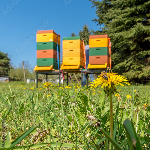 Bienenstöcke der Honigbiene (Apis mellifera) in freier Natur