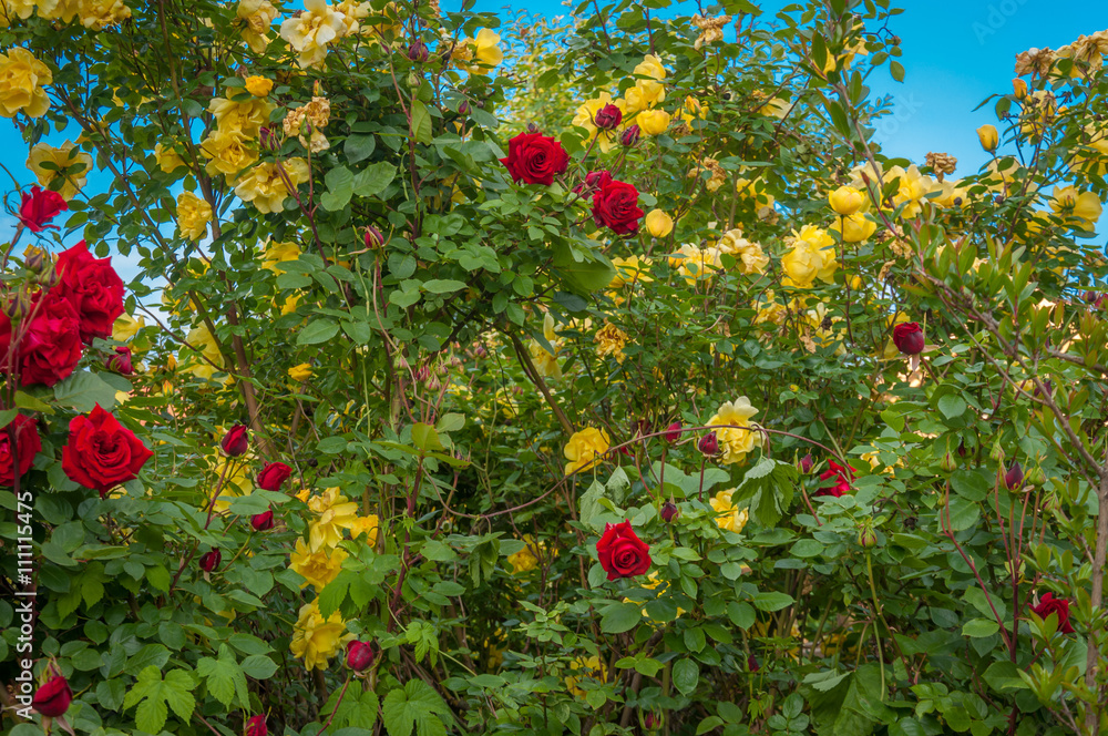 Yellow and red rose bushes growing in the garden
