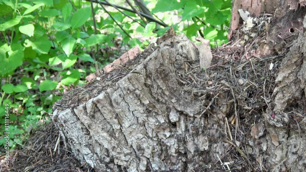 viele Waldameisen krabbeln auf einem Baumstamm herum viele Waldameisen krabbeln auf einem Baumstamm herum