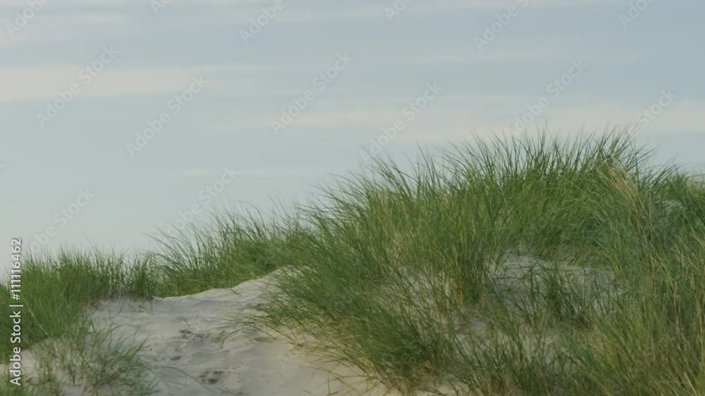 4K Beach reeds swaying in a breeze with space for text, in slow motion 4K Beach reeds swaying in a breeze with space for text, in slow motion