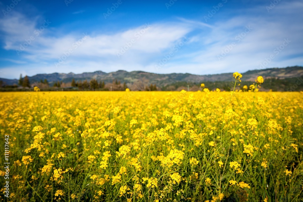 Sea of yellow flowers