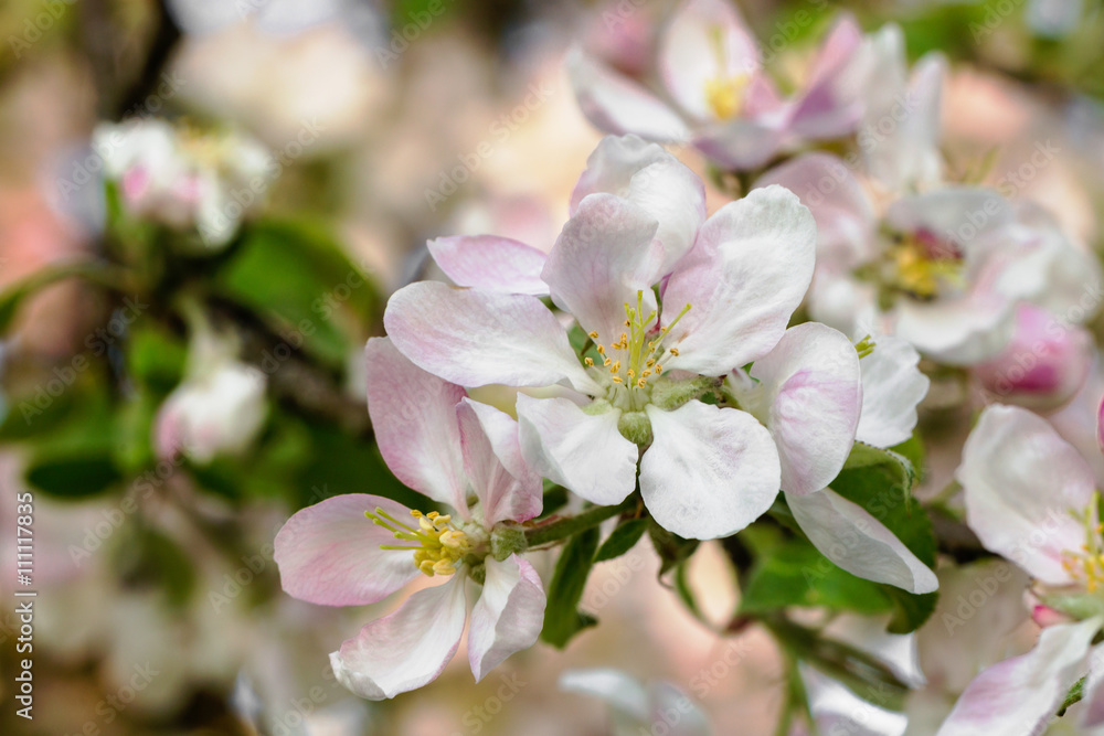 Blooming apple tree branch in springtime.