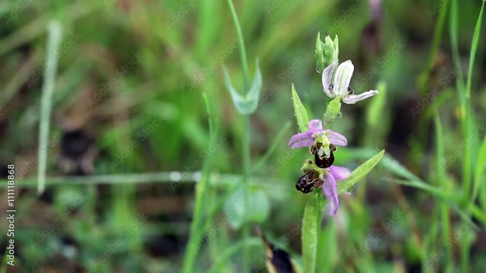 ophrys apifera (Bee orchid) wild flower in nature on a rainy day ophrys apifera (Bee orchid) wild flower in nature on a rainy day