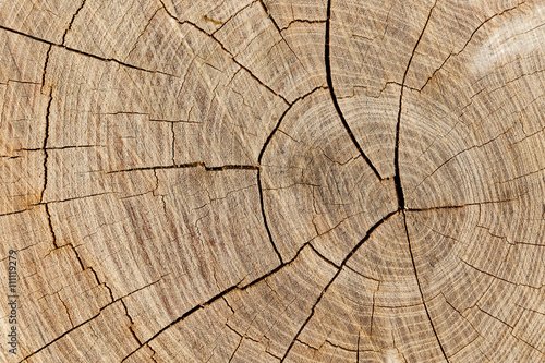 close up of wooden stump