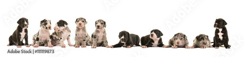 Litter of 10 cute great dane puppies isolated on a white background photo