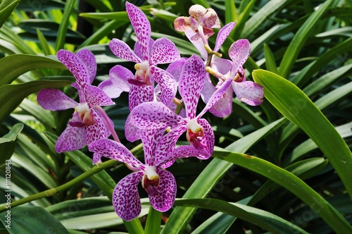 Fototapeta Naklejka Na Ścianę i Meble -  Purple aranda orchid flower