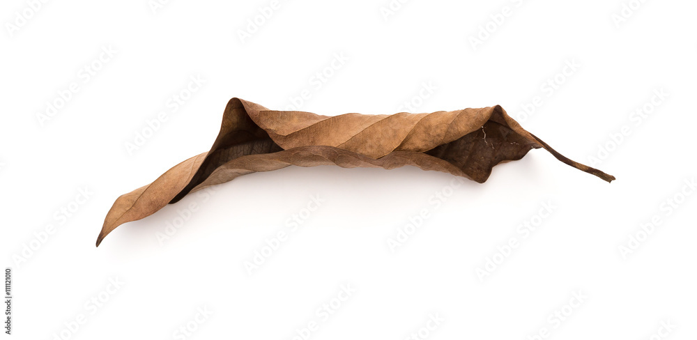 faded leaf on a white background faded leaf on a white background
