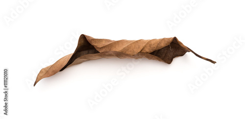 Slika na platnu faded leaf on a white background