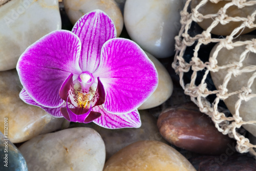 Orchid amongst stones