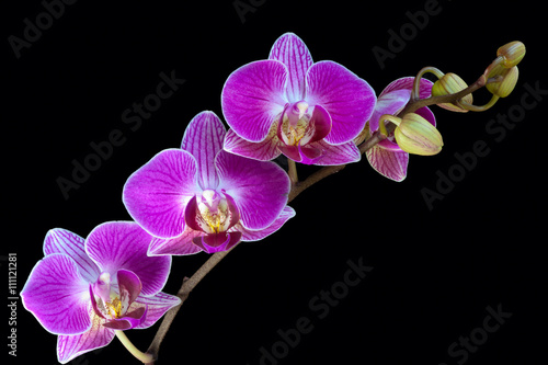 A spray of Orchid flowers