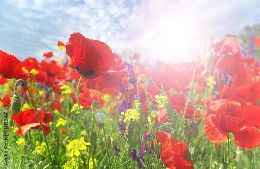 Obraz premium Letnie kwiaty