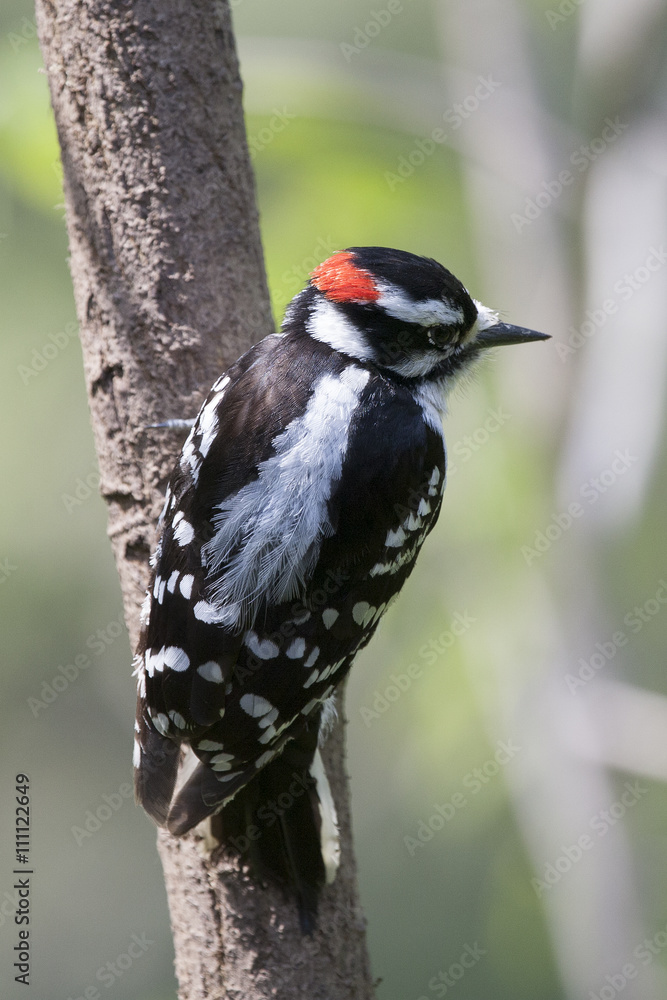 Downy Woodpecker Perched on a Tree Downy Woodpecker Perched on a Tree