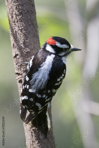 Downy Woodpecker Perched on a Tree