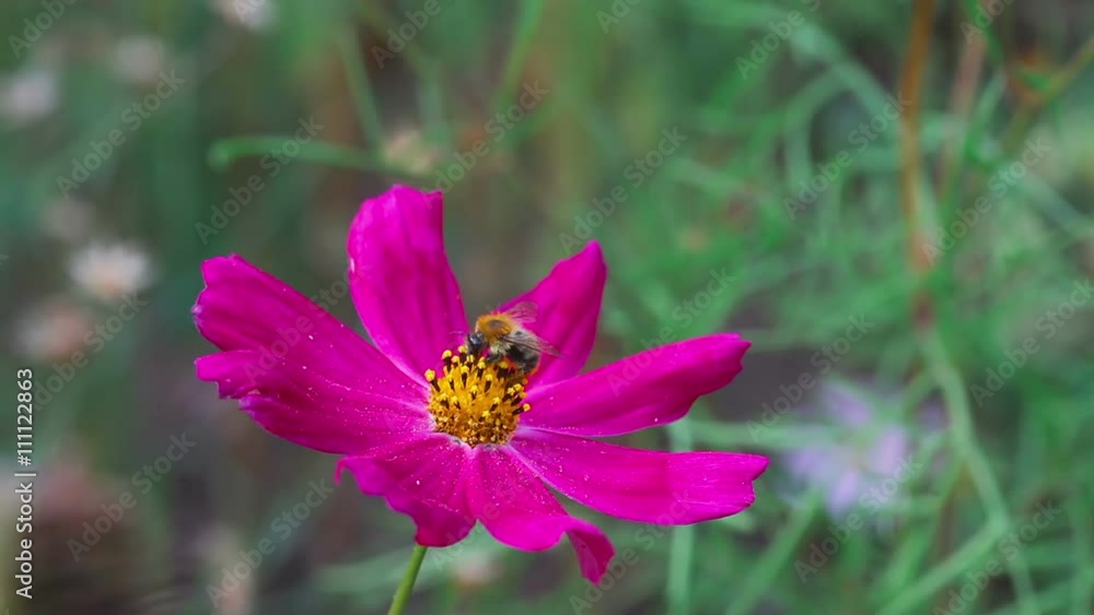 Bumblebee on cosmos flower
