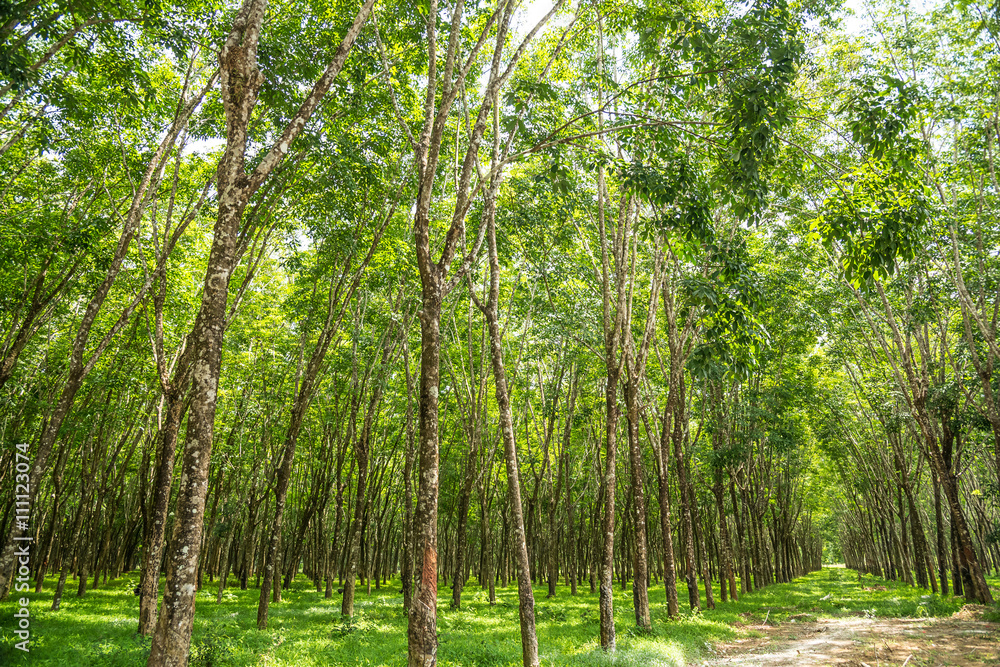 Rubber tree plantation.
