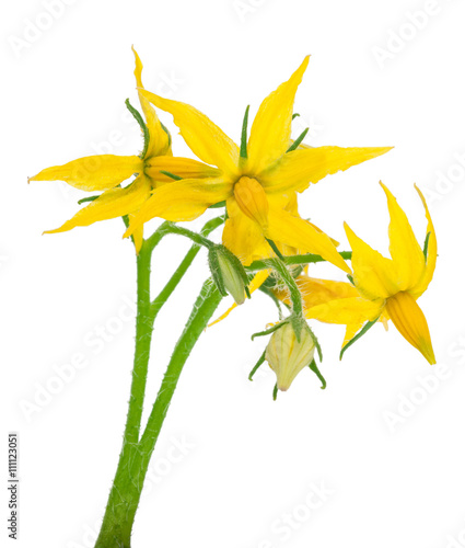 Tomato plant flower