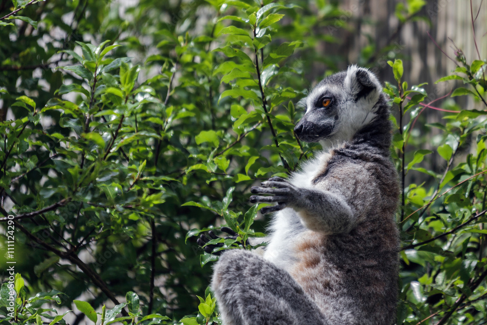 Obraz premium Ring-Tailed Lemur (Lemur catta)