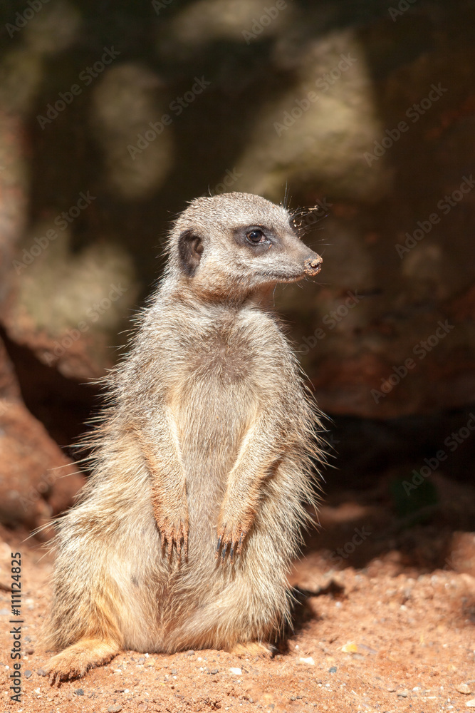 Fototapeta premium Slender-tailed Meerkat (Suricatta suricatta)