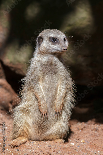 Slender-tailed Meerkat (Suricatta suricatta) © philipbird123
