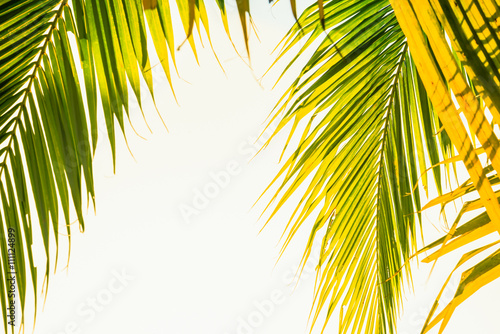 Fototapeta Naklejka Na Ścianę i Meble -  Leaves of palm tree